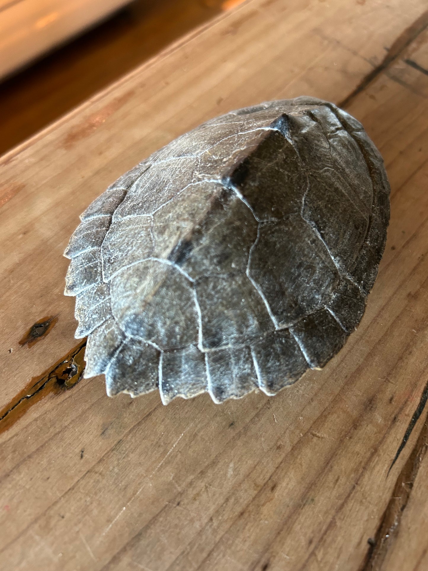 Map Petite Turtle Shell