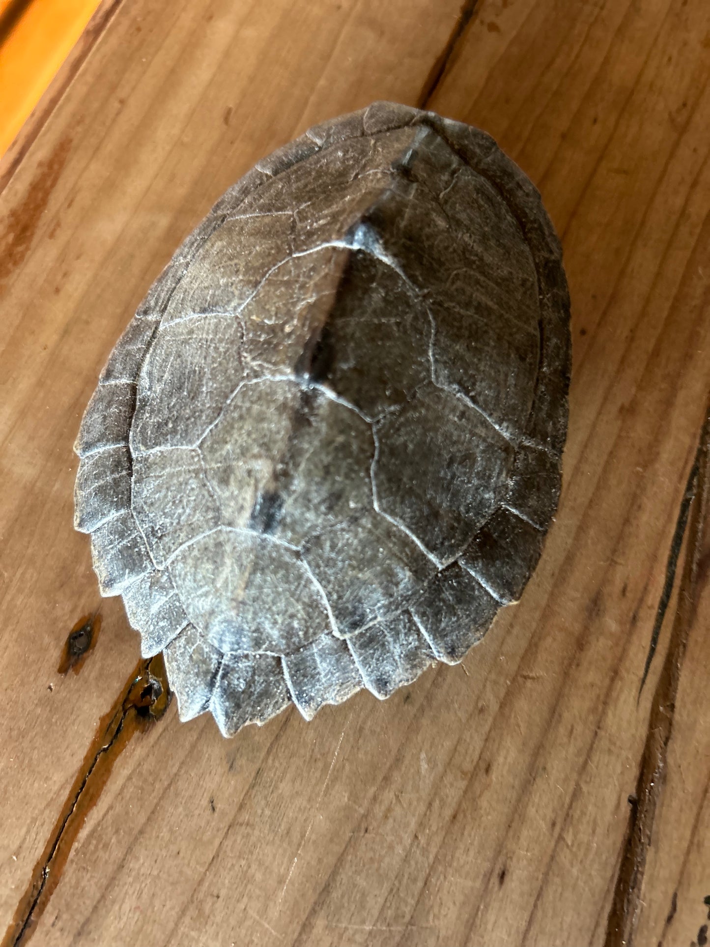 Map Petite Turtle Shell