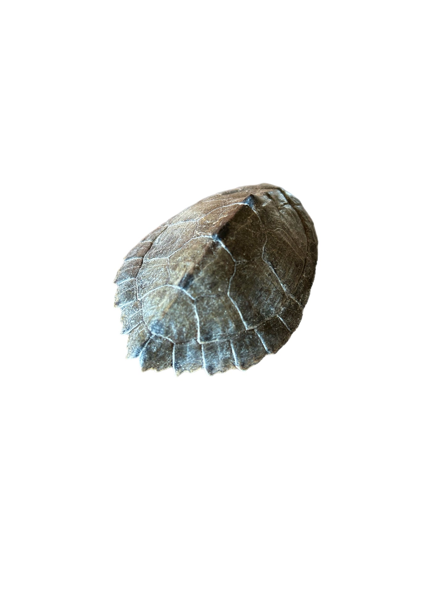 Map Petite Turtle Shell