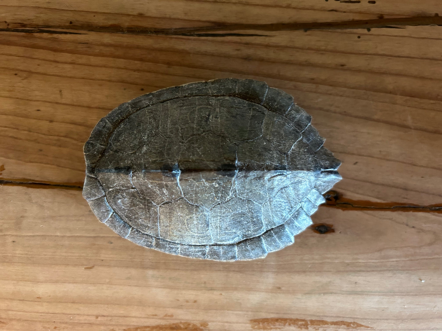 Map Petite Turtle Shell